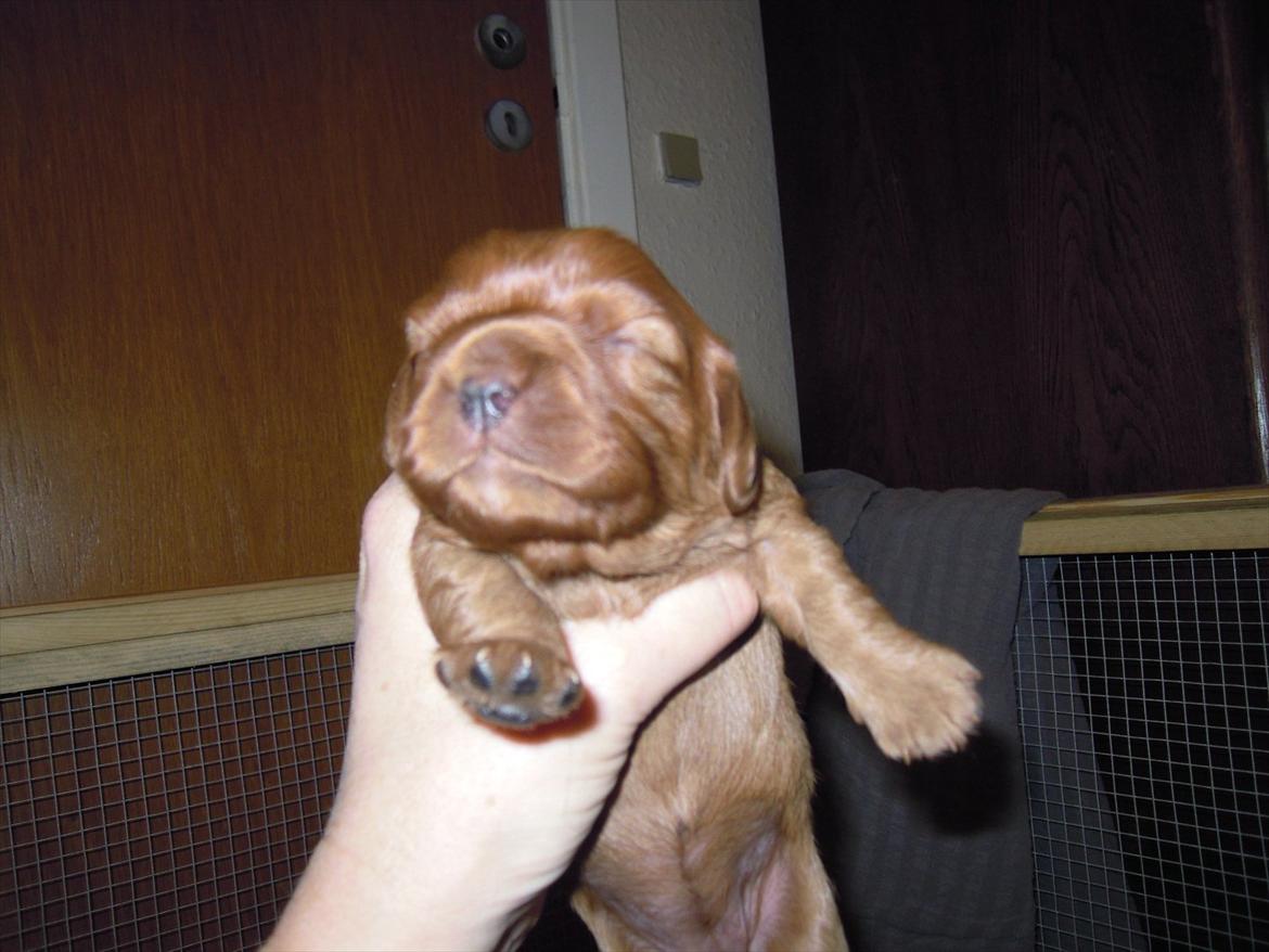 Cavalier king charles spaniel Cikca - Få dage gammel  billede 4