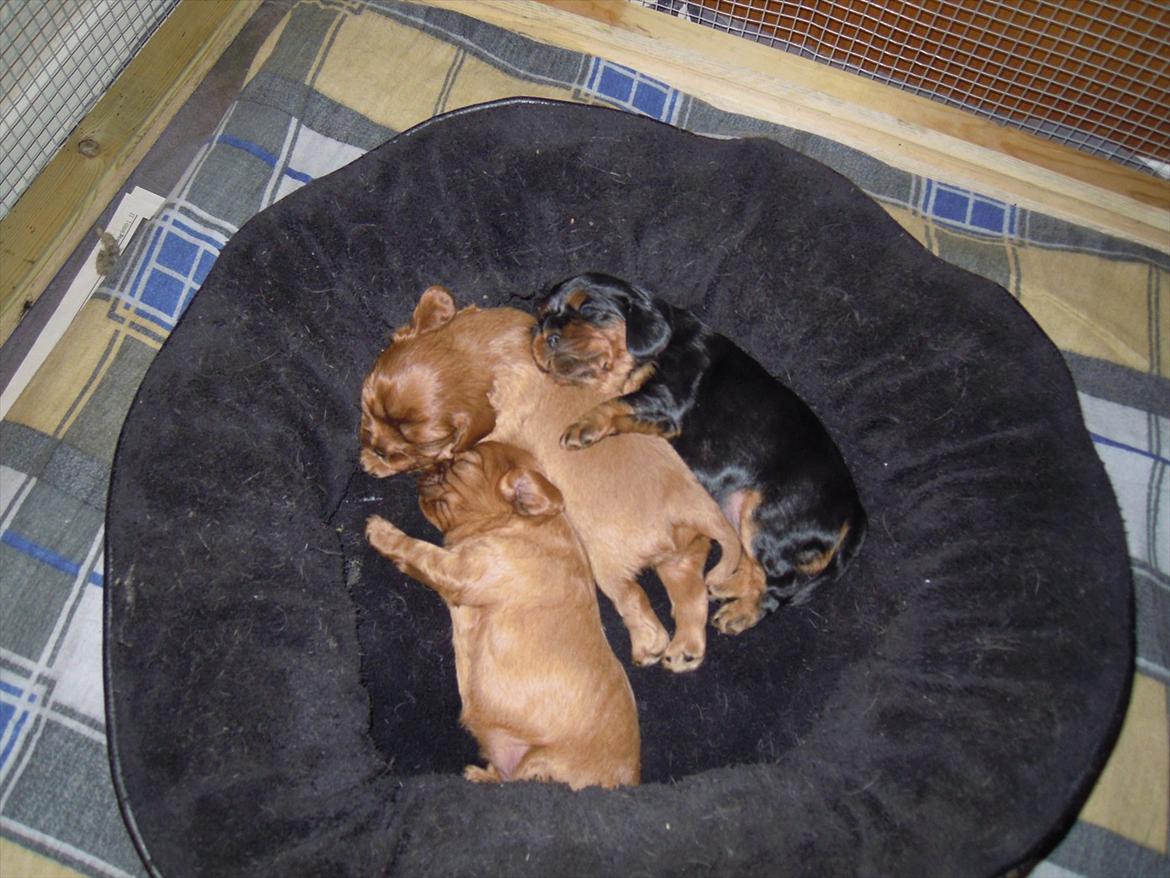 Cavalier king charles spaniel Cikca - Hygger med mine søskende, mig til venstre billede 5