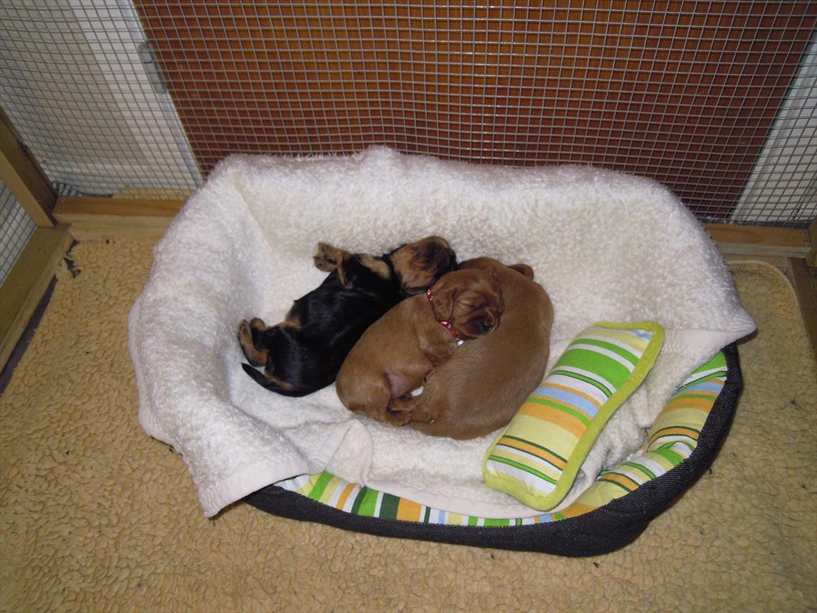 Cavalier king charles spaniel Cikca - Vi elsker at ligge tæt billede 6