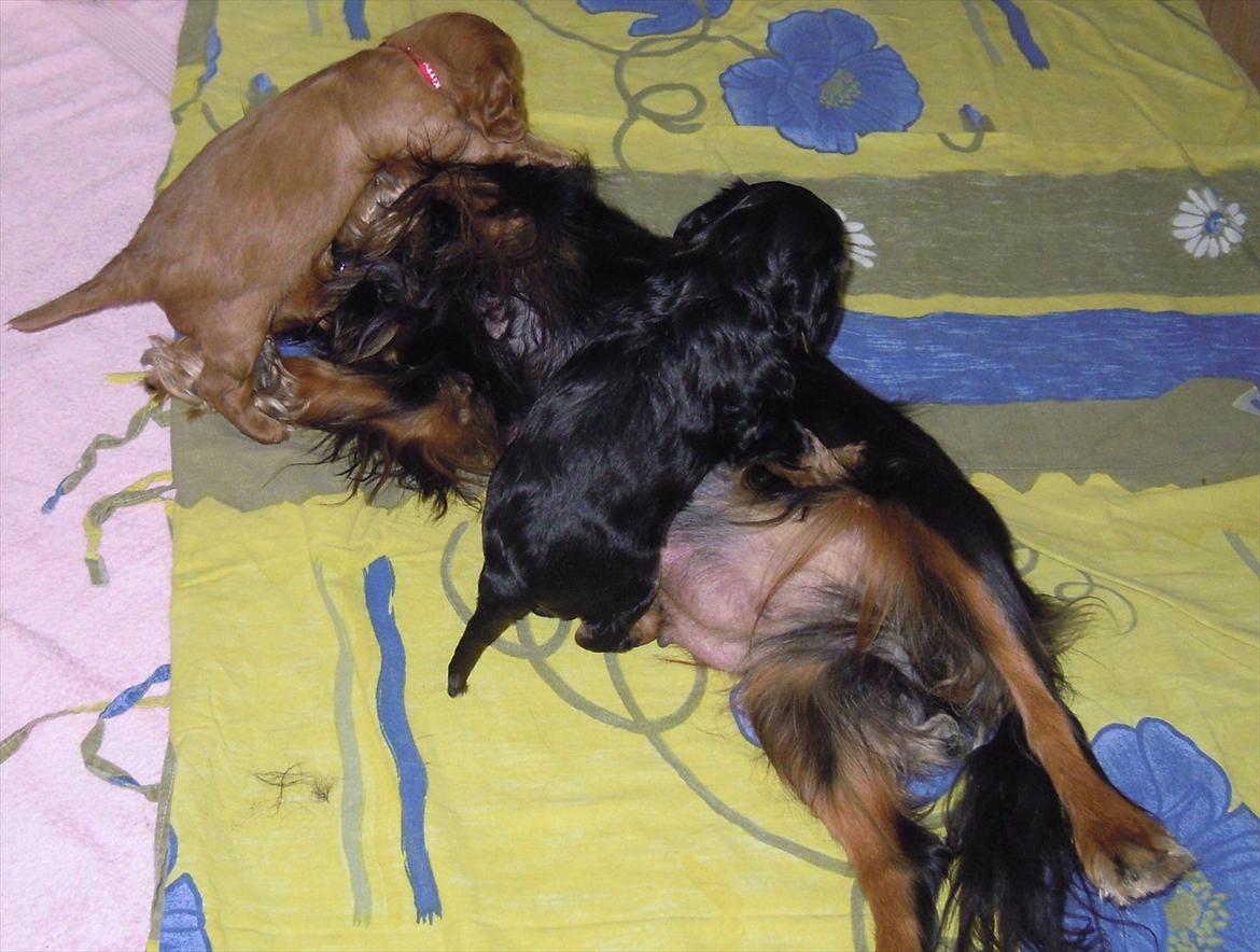 Cavalier king charles spaniel Cikca - Vi tumler lige mor maddie ! billede 7