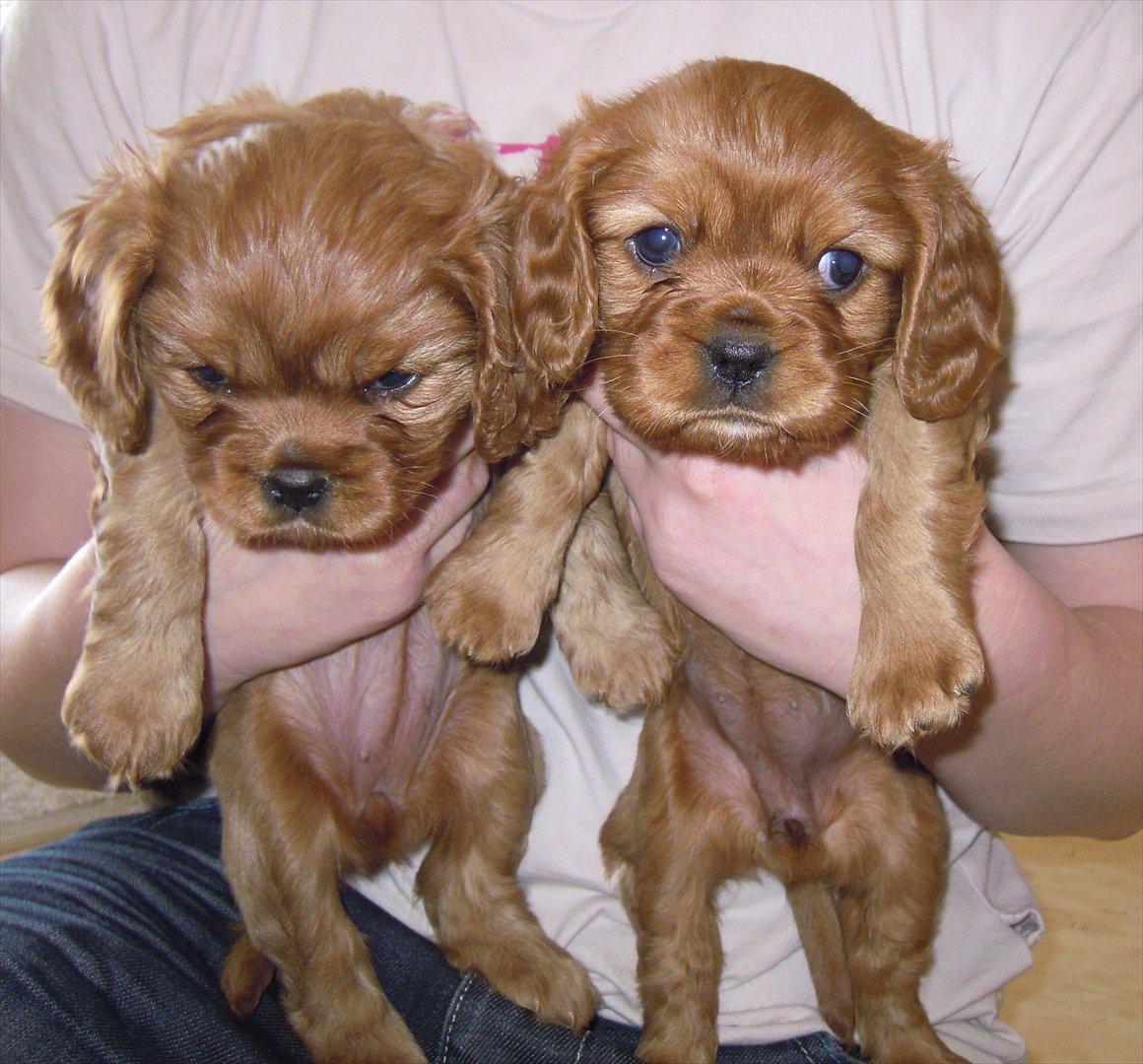 Cavalier king charles spaniel Cikca - Er vi ikke dejlige , mig til højre. billede 8
