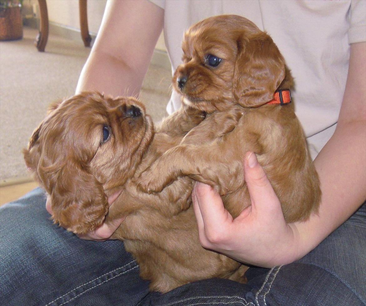 Cavalier king charles spaniel Cikca - Her er vi da endnu skønnere ik, stadig mig til højre. billede 9