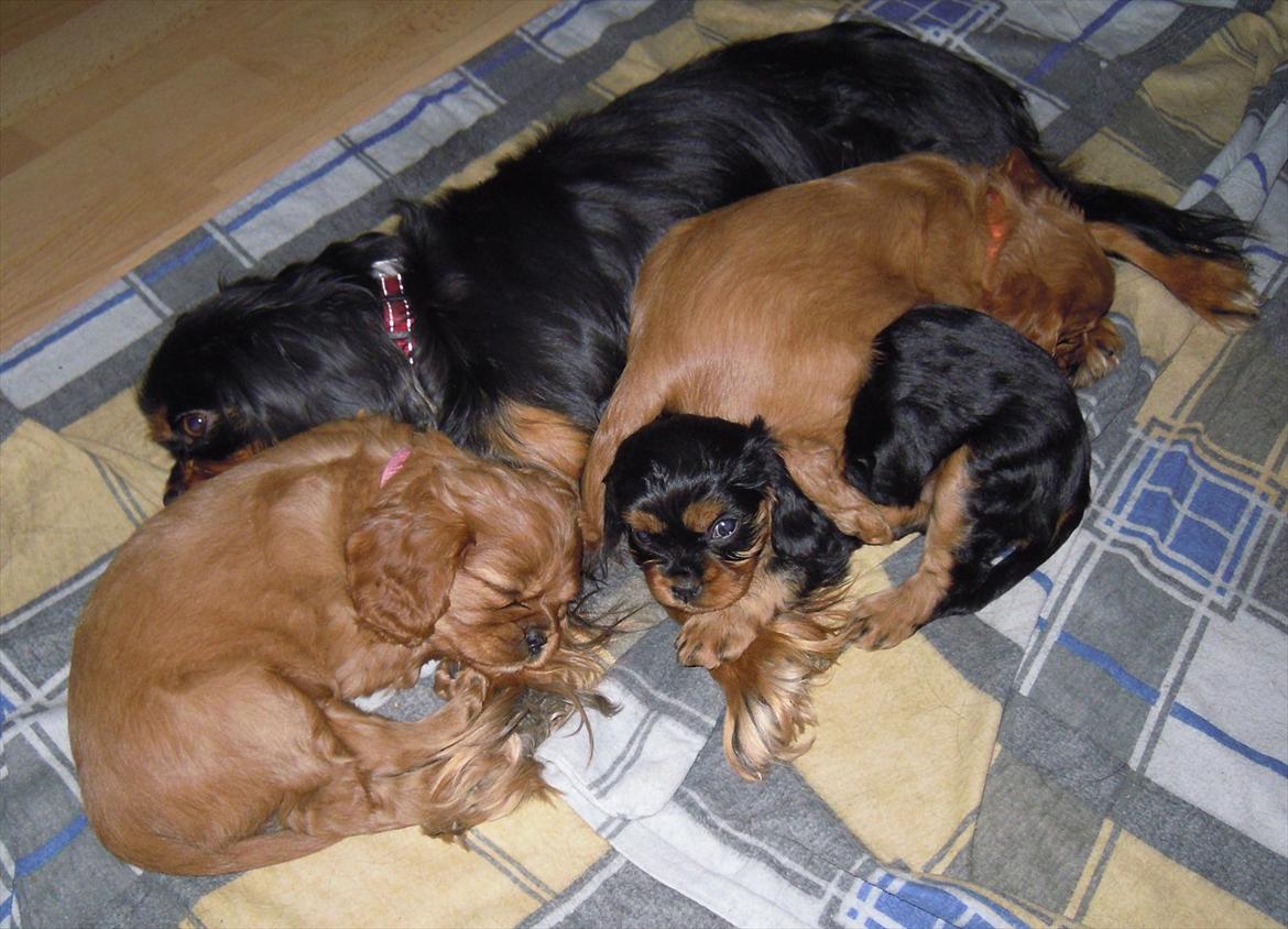 Cavalier king charles spaniel Cikca - Ih, hvor vi hygger med mor Maddie. billede 10