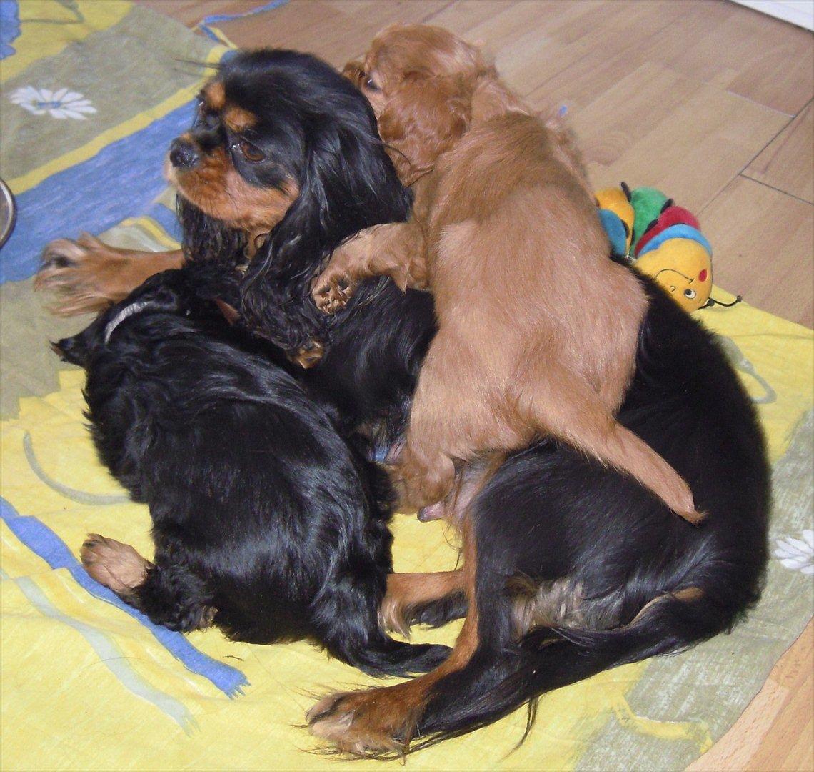 Cavalier king charles spaniel Cikca - Vi kan da lige holde hende nede. billede 11