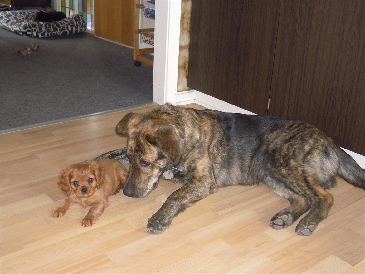 Cavalier king charles spaniel Cikca - Jeg elsker min storesøster Gaya billede 12