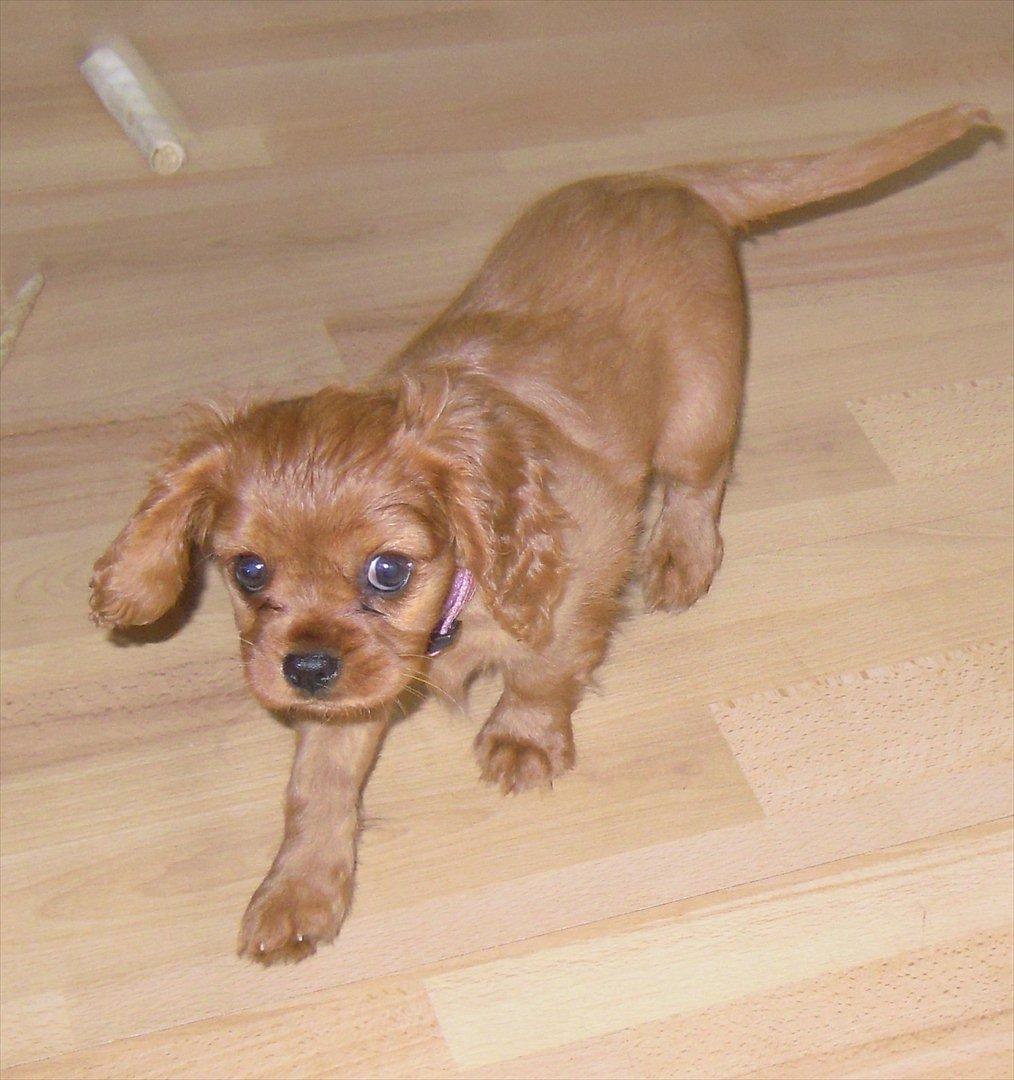 Cavalier king charles spaniel Cikca - Her kommer jeg   ! billede 13