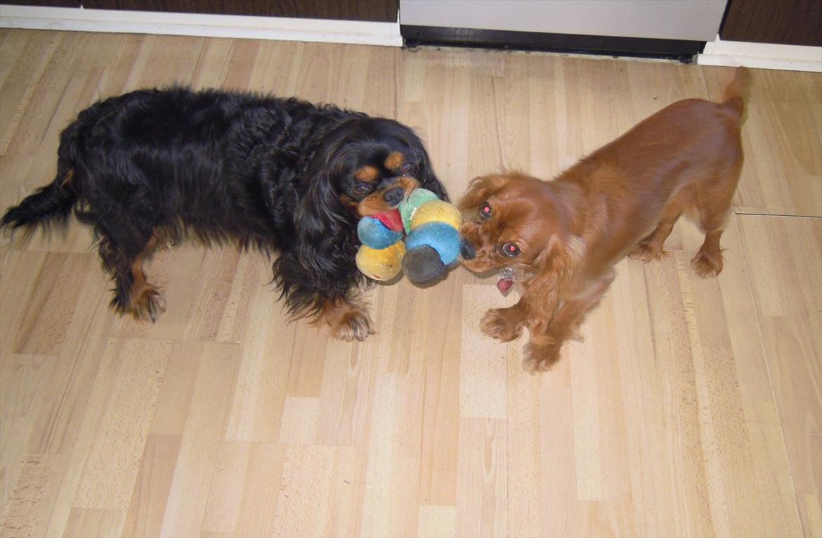Cavalier king charles spaniel Cikca - Leger med min mor, jeg er den hurtigste ! billede 14