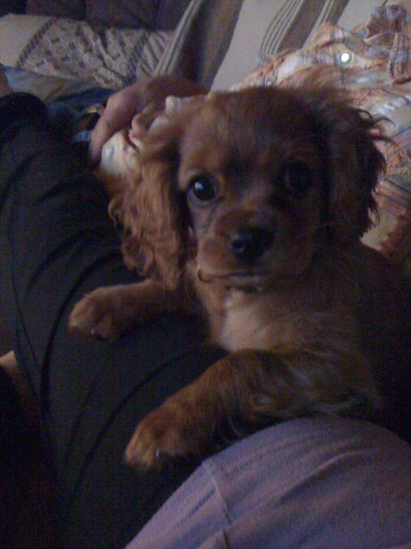 Cavalier king charles spaniel Cikca - Sidder ved min madfar . billede 15