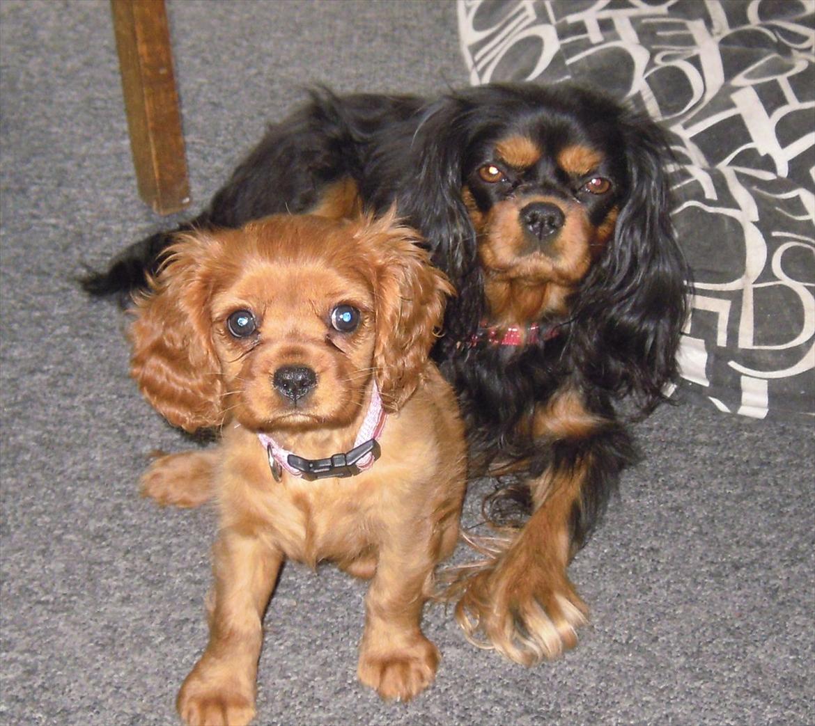 Cavalier king charles spaniel Cikca - Mig og min mor. billede 16