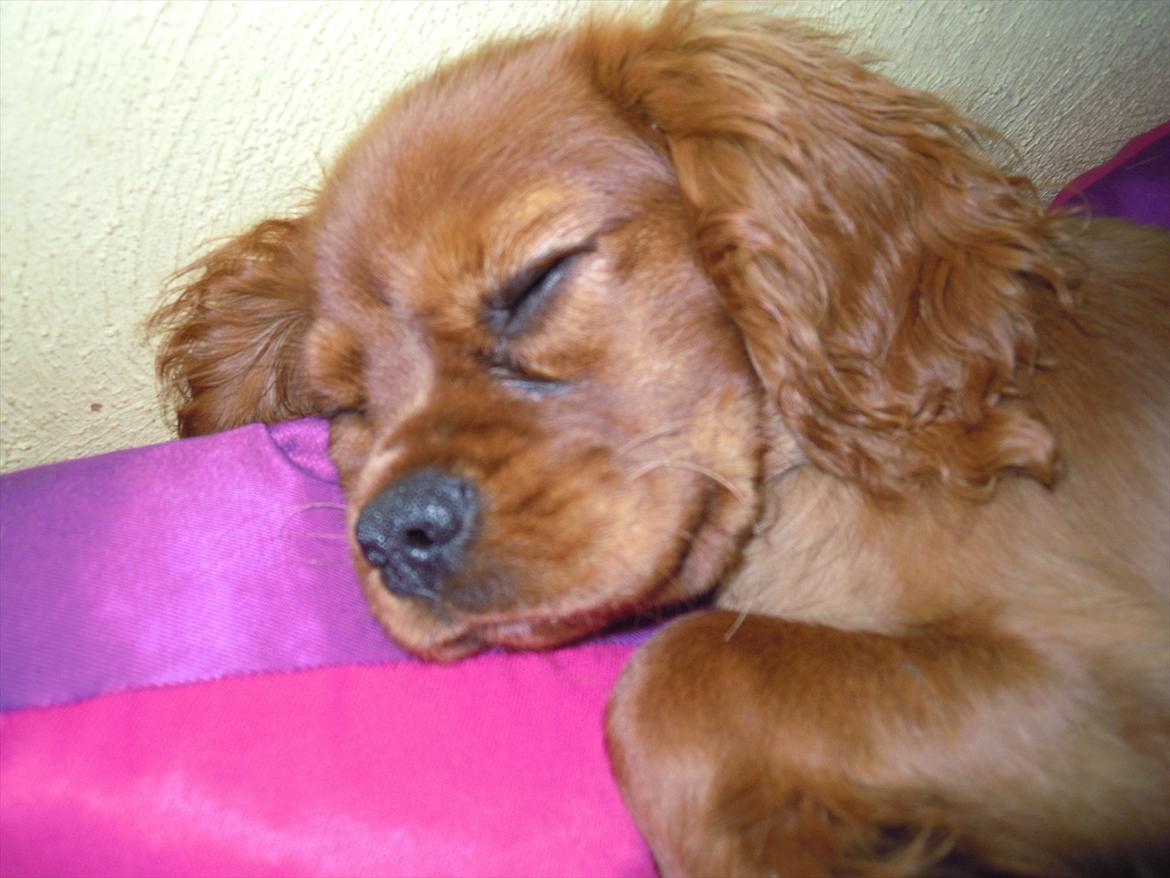 Cavalier king charles spaniel Cikca - tar mig lige en lur . billede 17