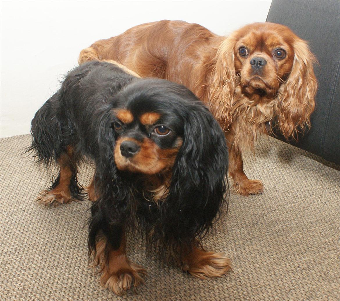 Cavalier king charles spaniel Cikca - Her er min mor og far, min far hedder Bacco. billede 18