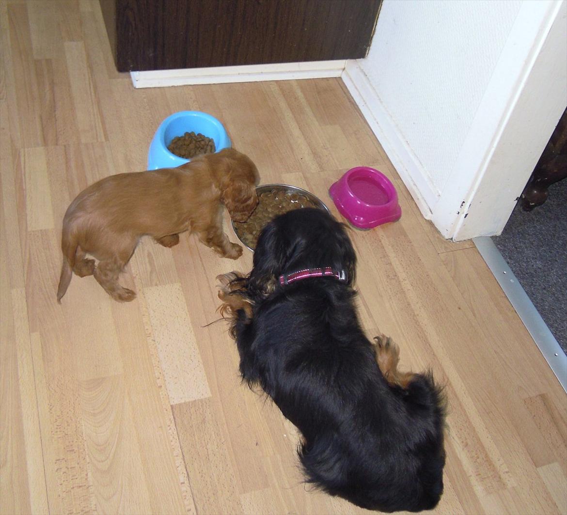 Cavalier king charles spaniel Cikca - Jeg vil ha din mad mora. billede 19