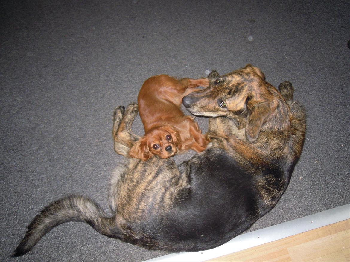 Cavalier king charles spaniel Cikca - Min bedste ven . billede 20