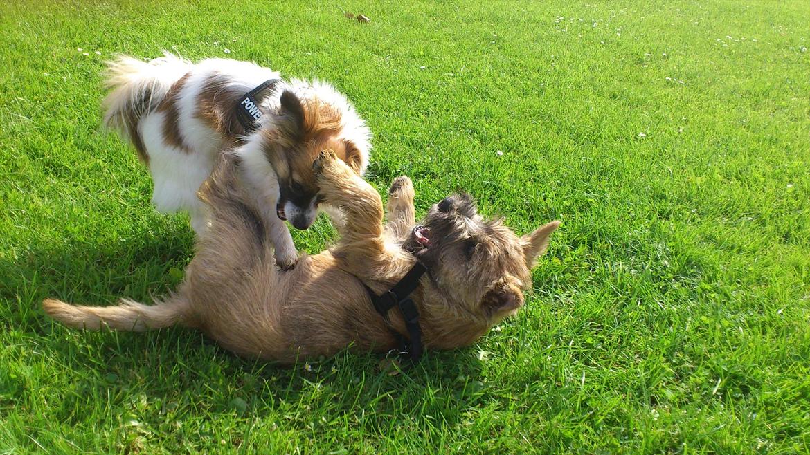 Papillon Mynte - Lidt leg med sin bedste hvalpe-veninde er altid godt :) billede 6