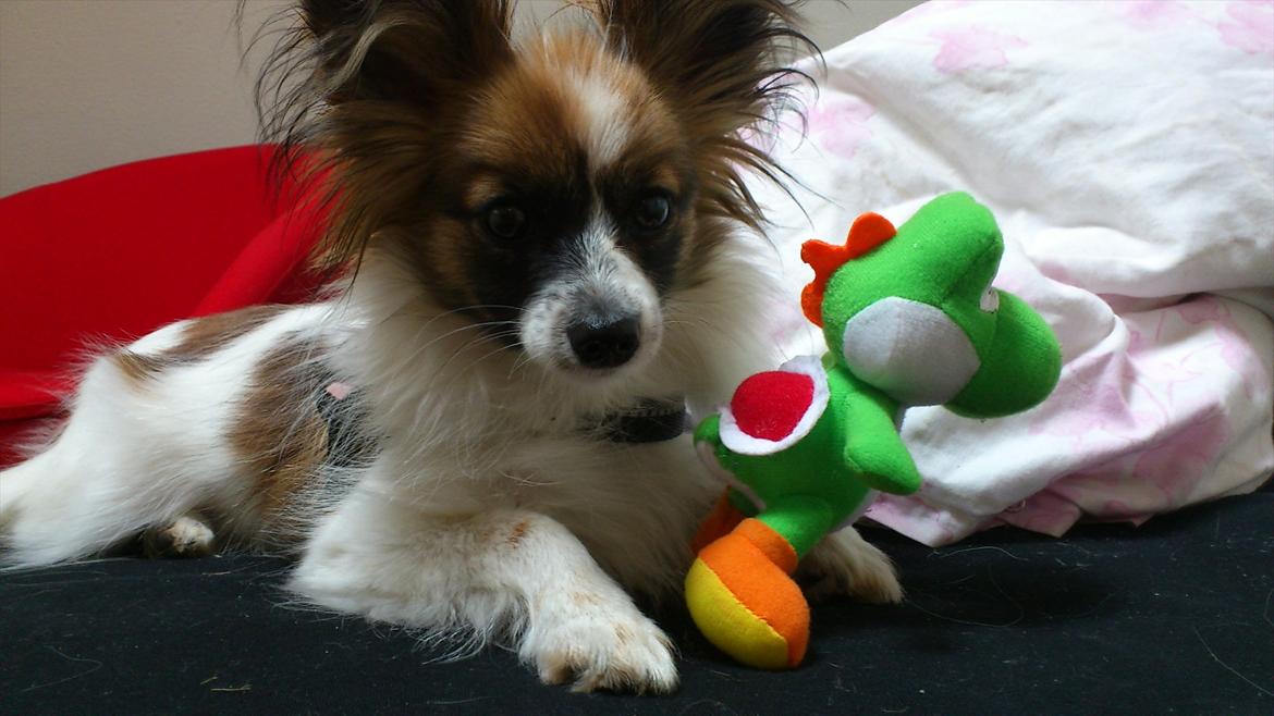 Papillon Mynte billede 3