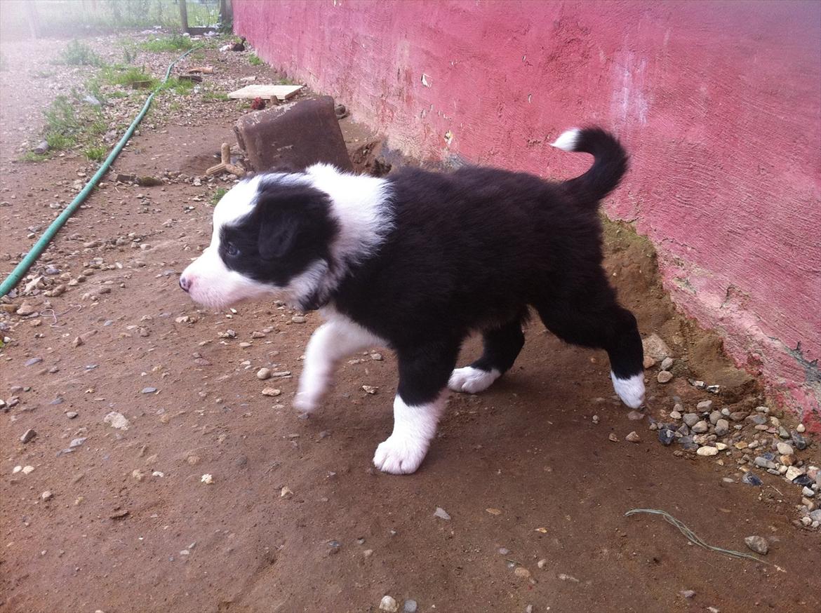Border collie Balto - Balto 5 uger gammel. Dagen vi valgte det skulle være ham :) billede 2