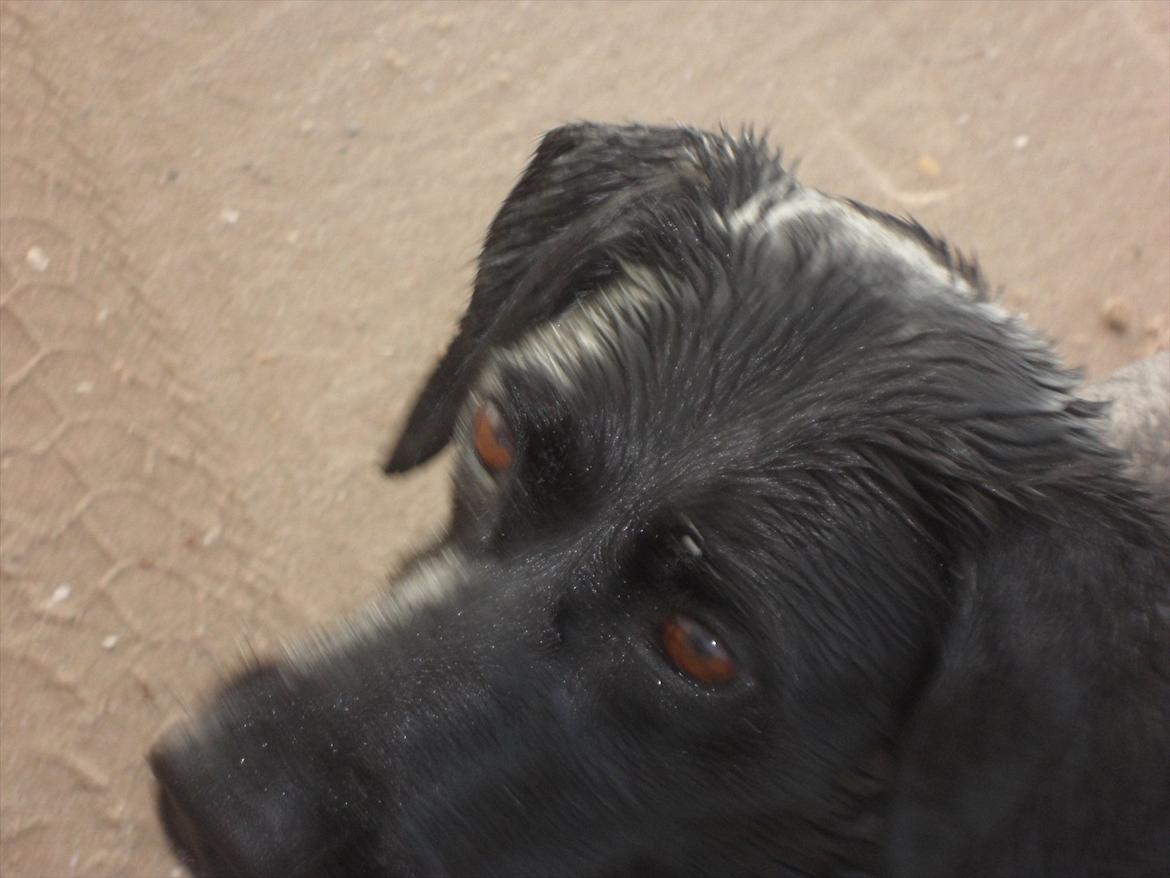 Labrador retriever Trille - så sød hun kan se ud billede 14