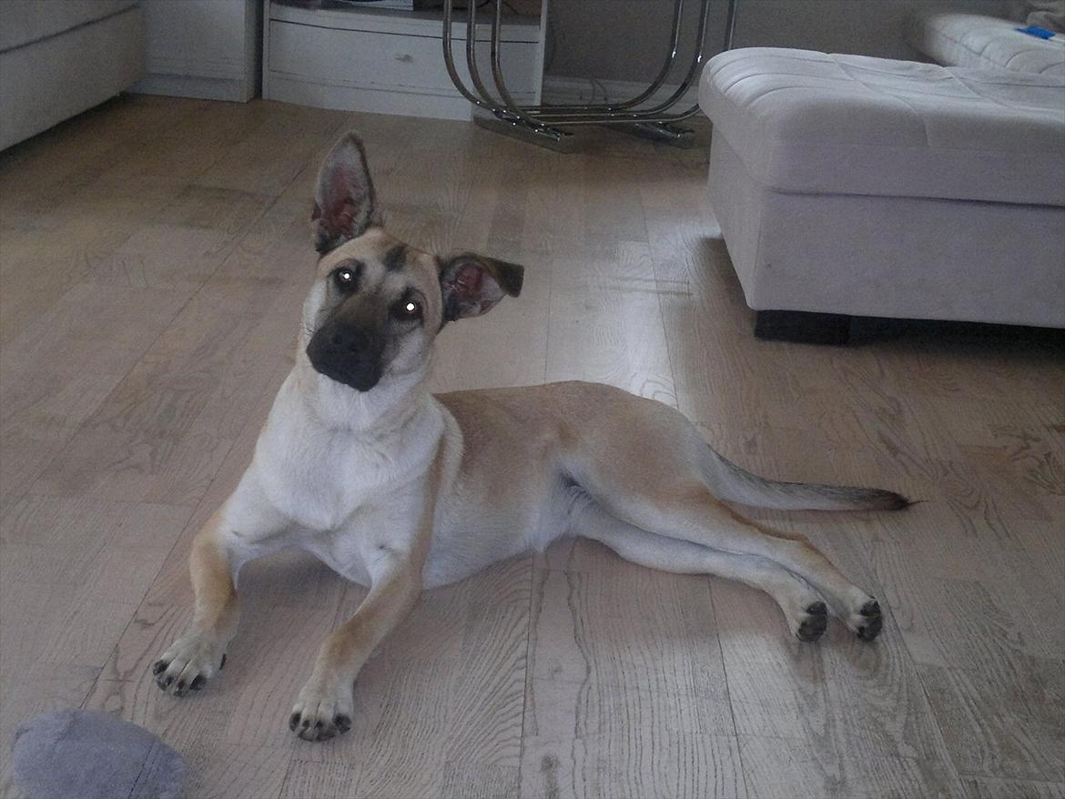 Blanding af racer Canadisk ulvehund/?? Navn Laika - laika pigen 2011 billede 13