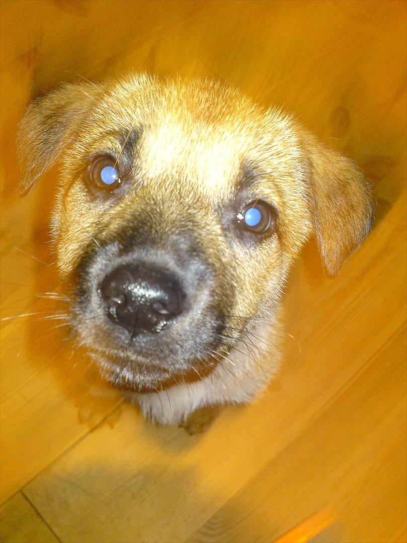 Blanding af racer Canadisk ulvehund/?? Navn Laika billede 2