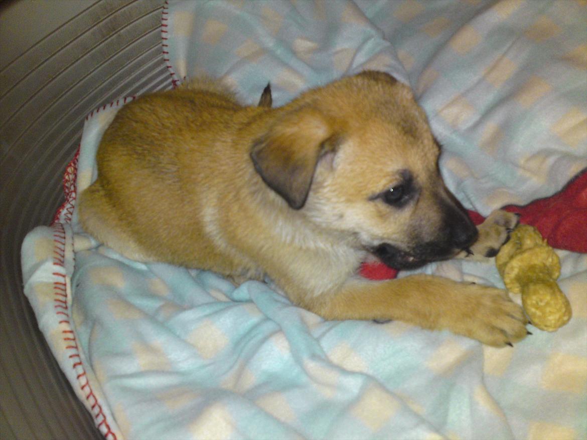 Blanding af racer Canadisk ulvehund/?? Navn Laika billede 3