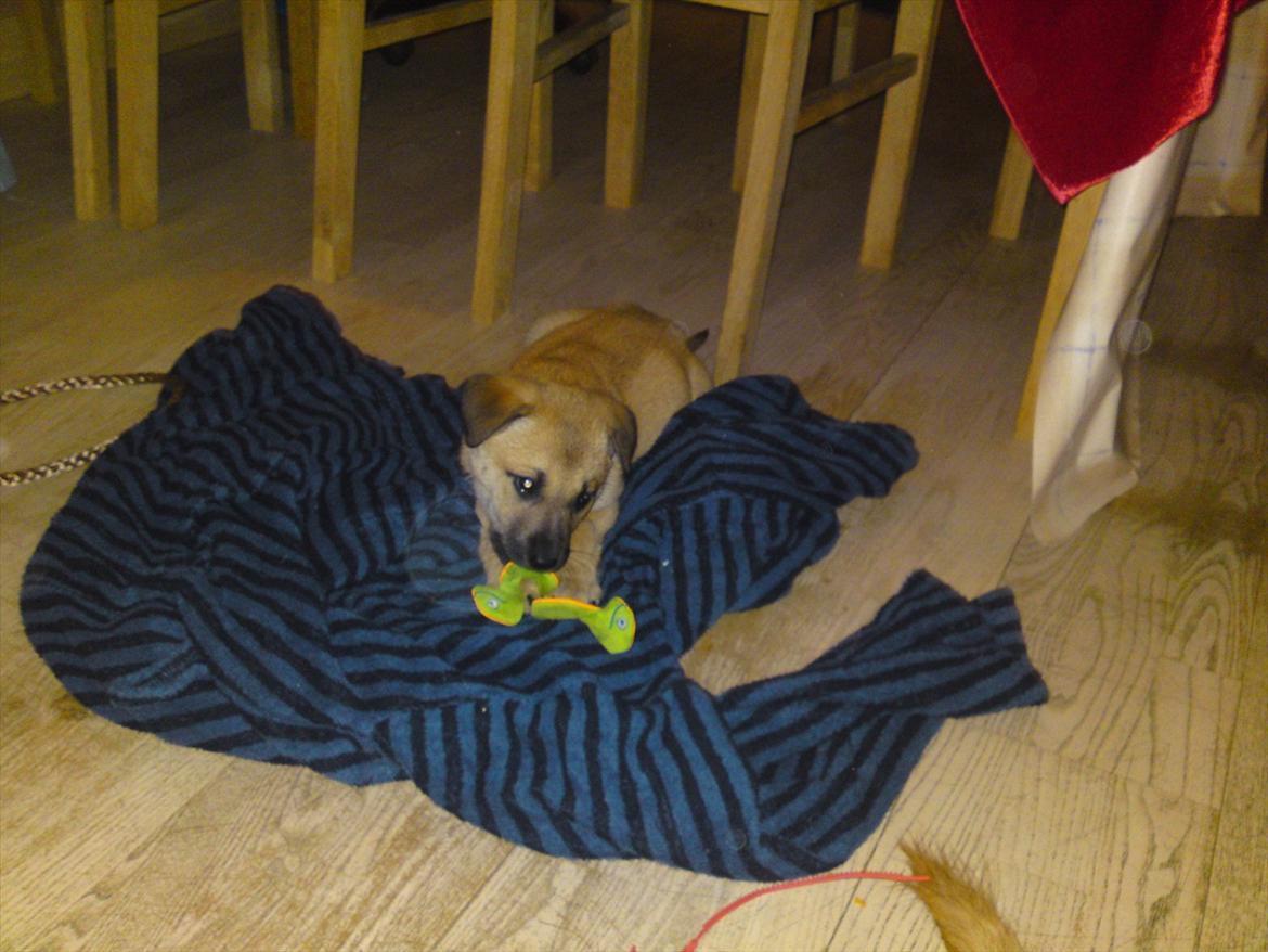 Blanding af racer Canadisk ulvehund/?? Navn Laika billede 9