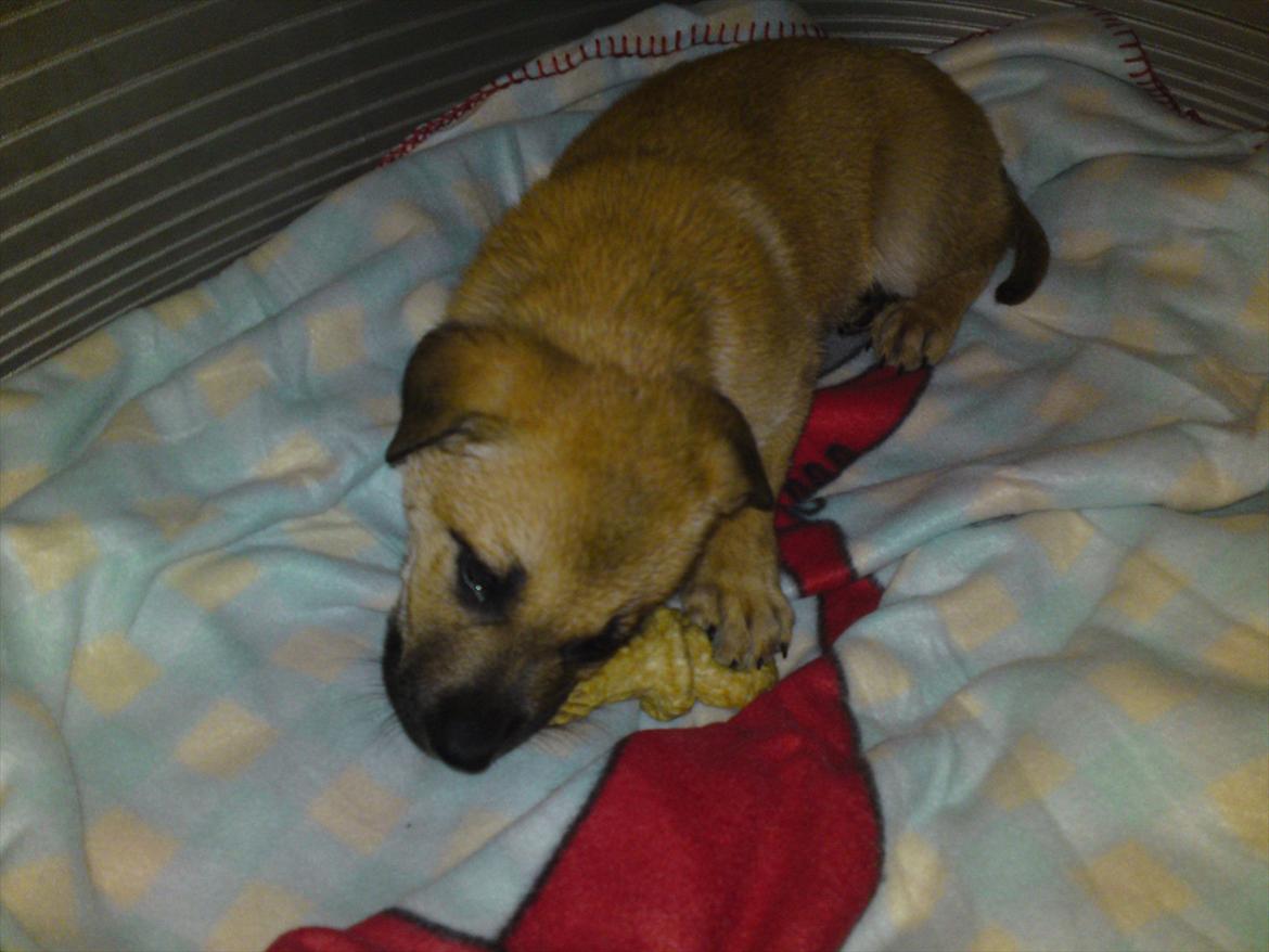 Blanding af racer Canadisk ulvehund/?? Navn Laika billede 4