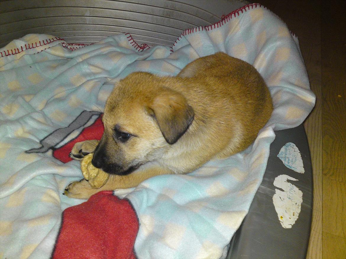 Blanding af racer Canadisk ulvehund/?? Navn Laika billede 5