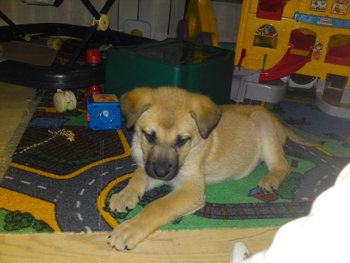 Blanding af racer Canadisk ulvehund/?? Navn Laika billede 6