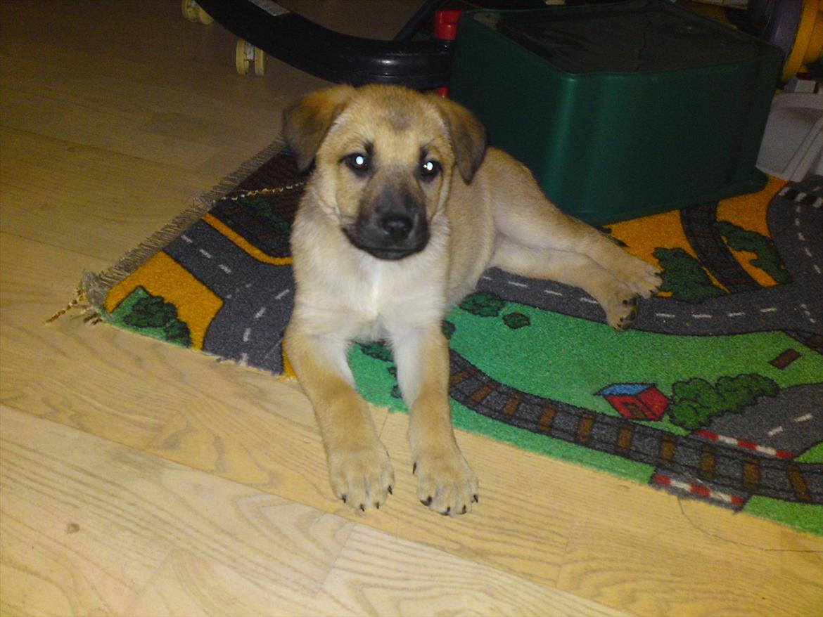 Blanding af racer Canadisk ulvehund/?? Navn Laika billede 7