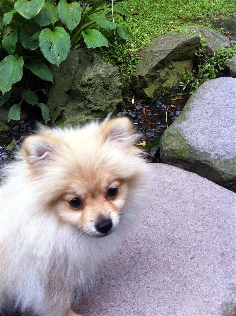 Pomeranian Cherie - Cherie i Tivoli :-) billede 10