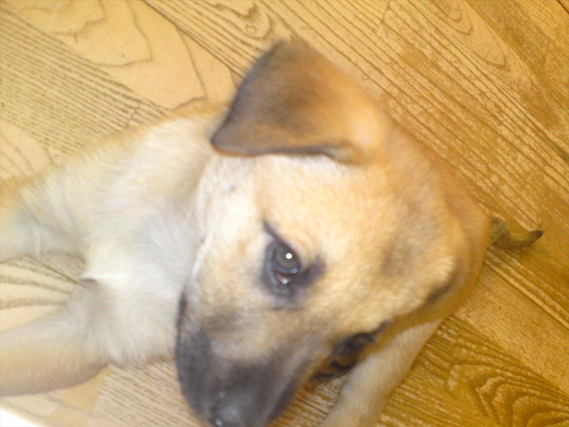 Blanding af racer Canadisk ulvehund/?? Navn Laika billede 8