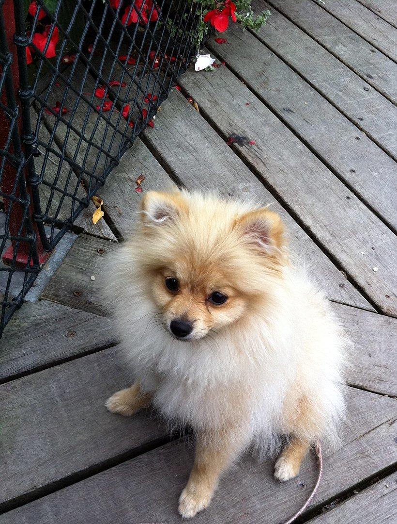 Pomeranian Cherie - En lille pause efter en laaaang tur billede 11