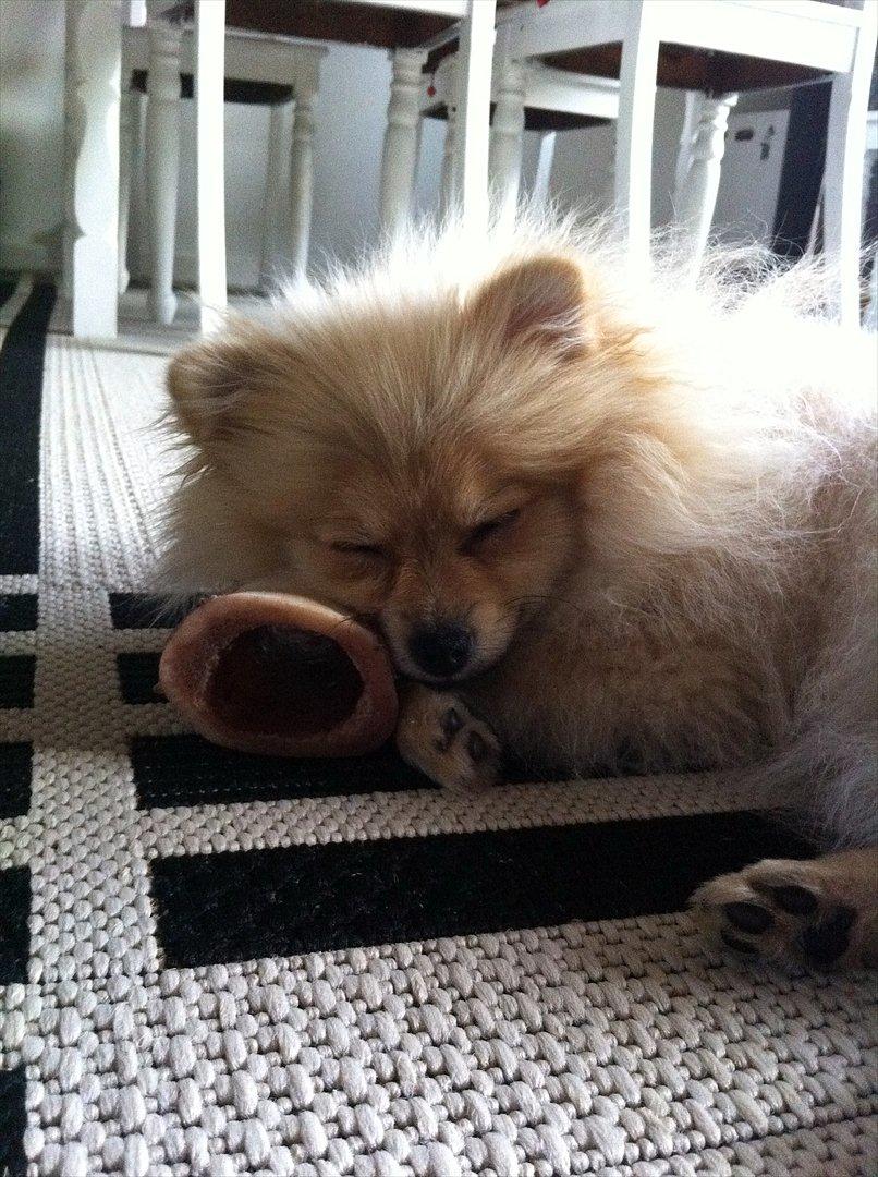 Pomeranian Cherie - Fingrene væk. MIT kødben :-) billede 12