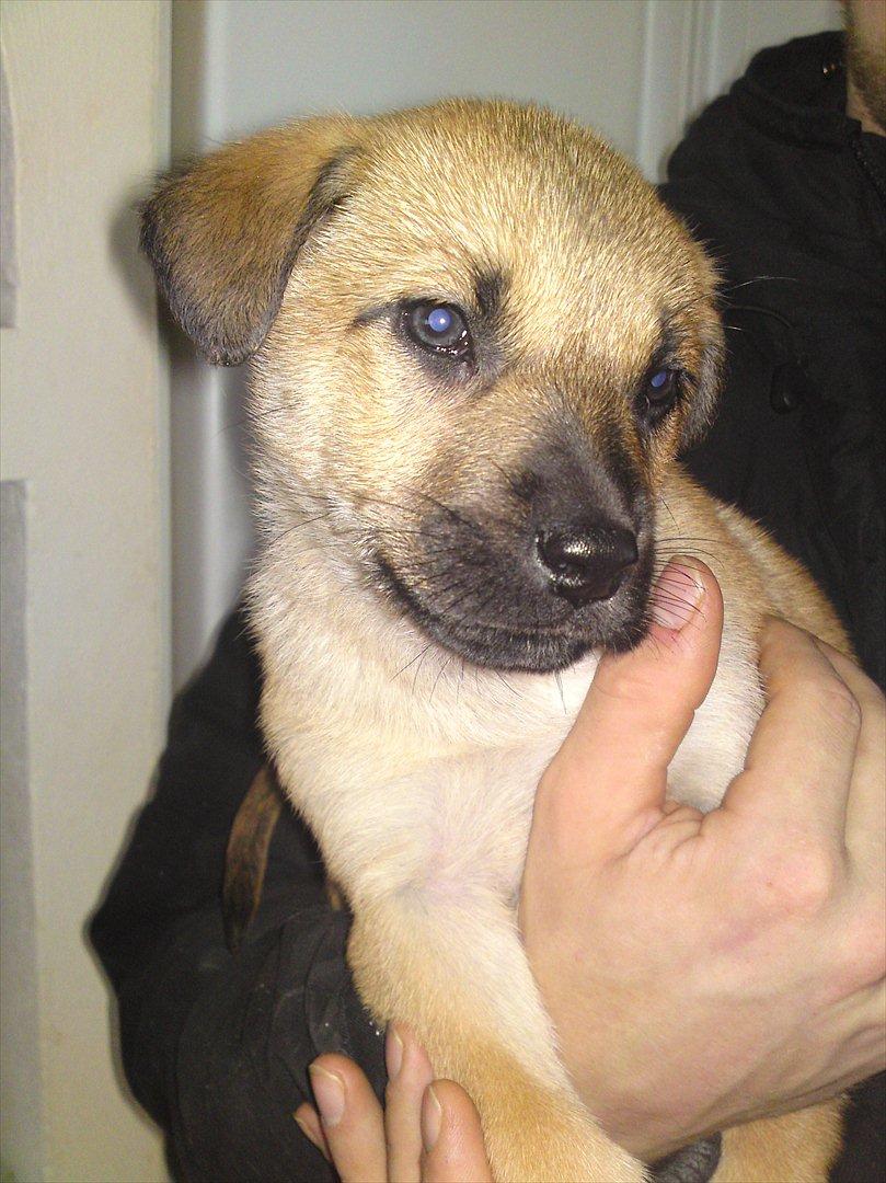 Blanding af racer Canadisk ulvehund/?? Navn Laika billede 10