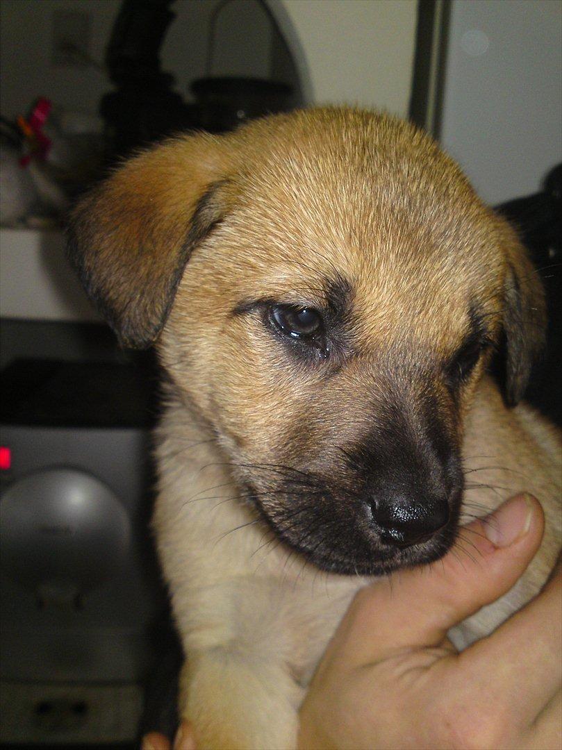 Blanding af racer Canadisk ulvehund/?? Navn Laika billede 1