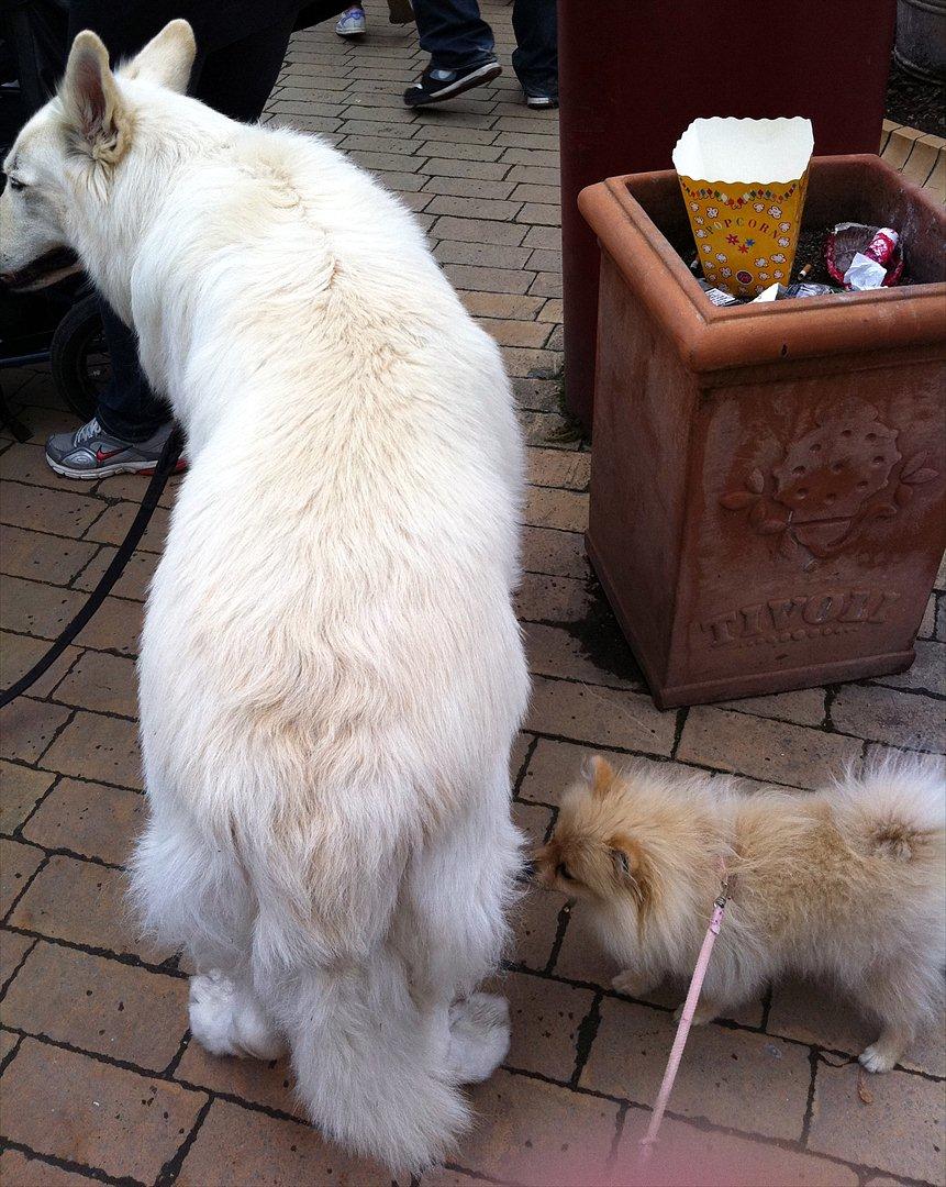 Pomeranian Cherie - Vi hilser på en meget stor hund. Mor er sååååååå stolt. billede 13