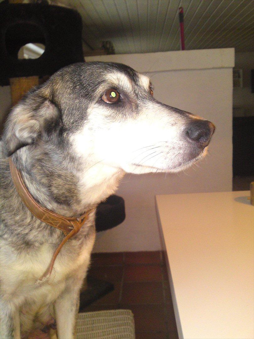 Blanding af racer Canadisk ulvehund/?? Navn Laika - laika´s mor
canadisk ulv billede 12