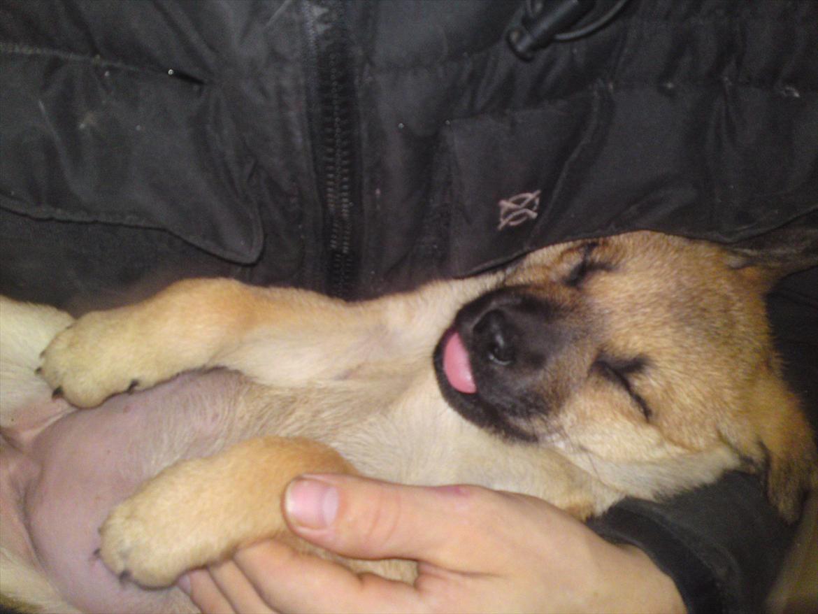 Blanding af racer Canadisk ulvehund/?? Navn Laika billede 11