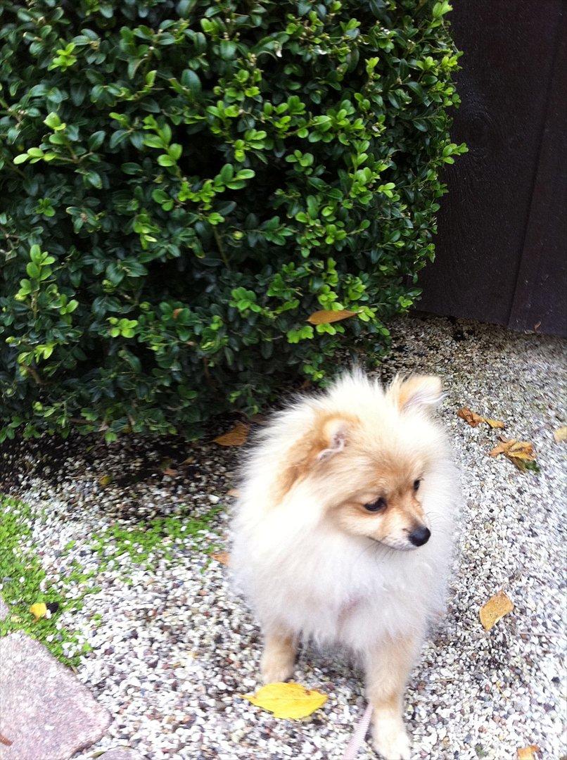 Pomeranian Cherie - Hygger i Tivoli :-) billede 14
