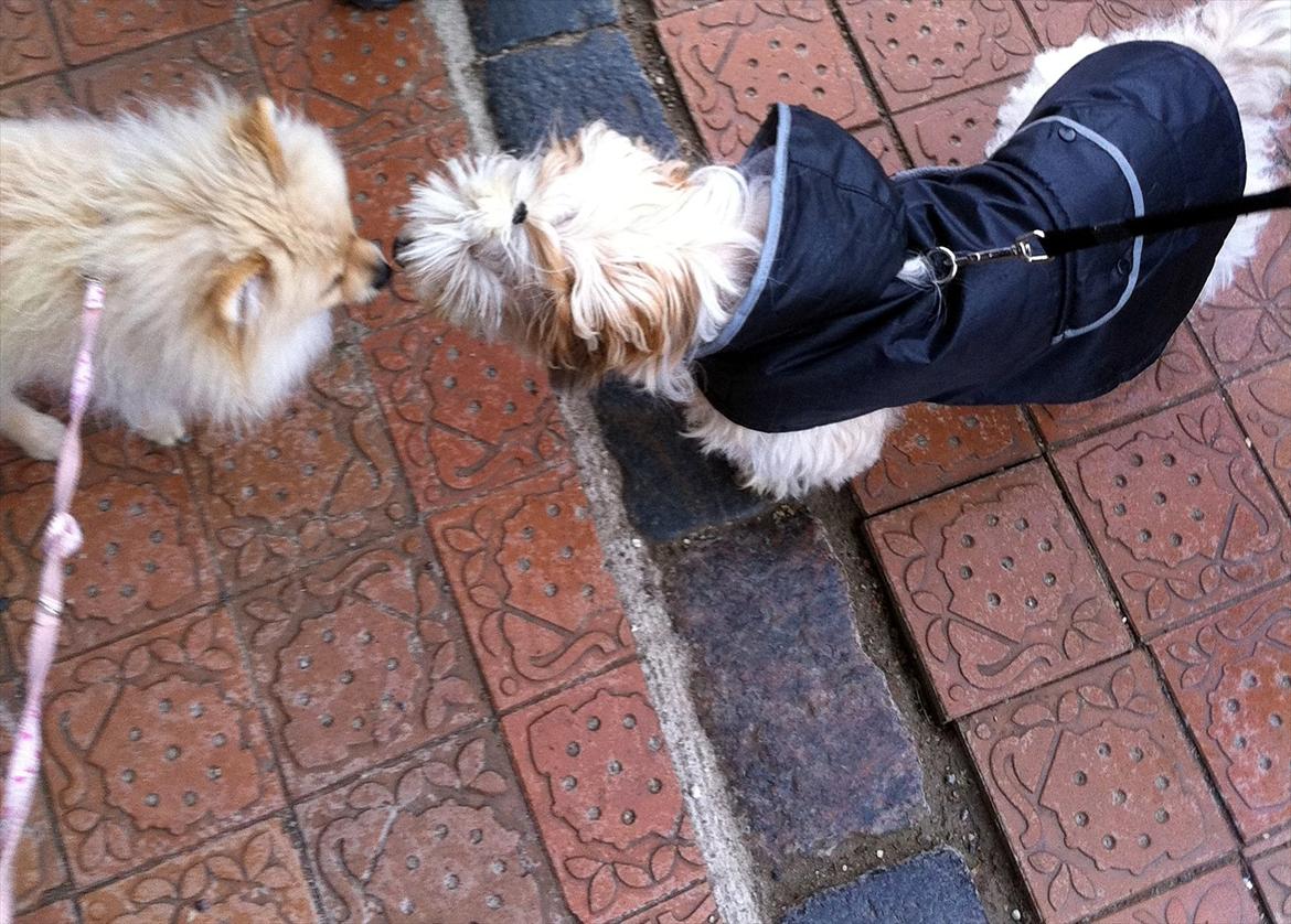 Pomeranian Cherie - Hey med dig :-) billede 15