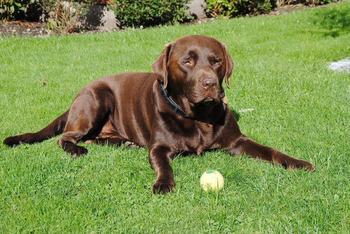 Labrador retriever Andy - Andy med sin ny erhvervelse. billede 2