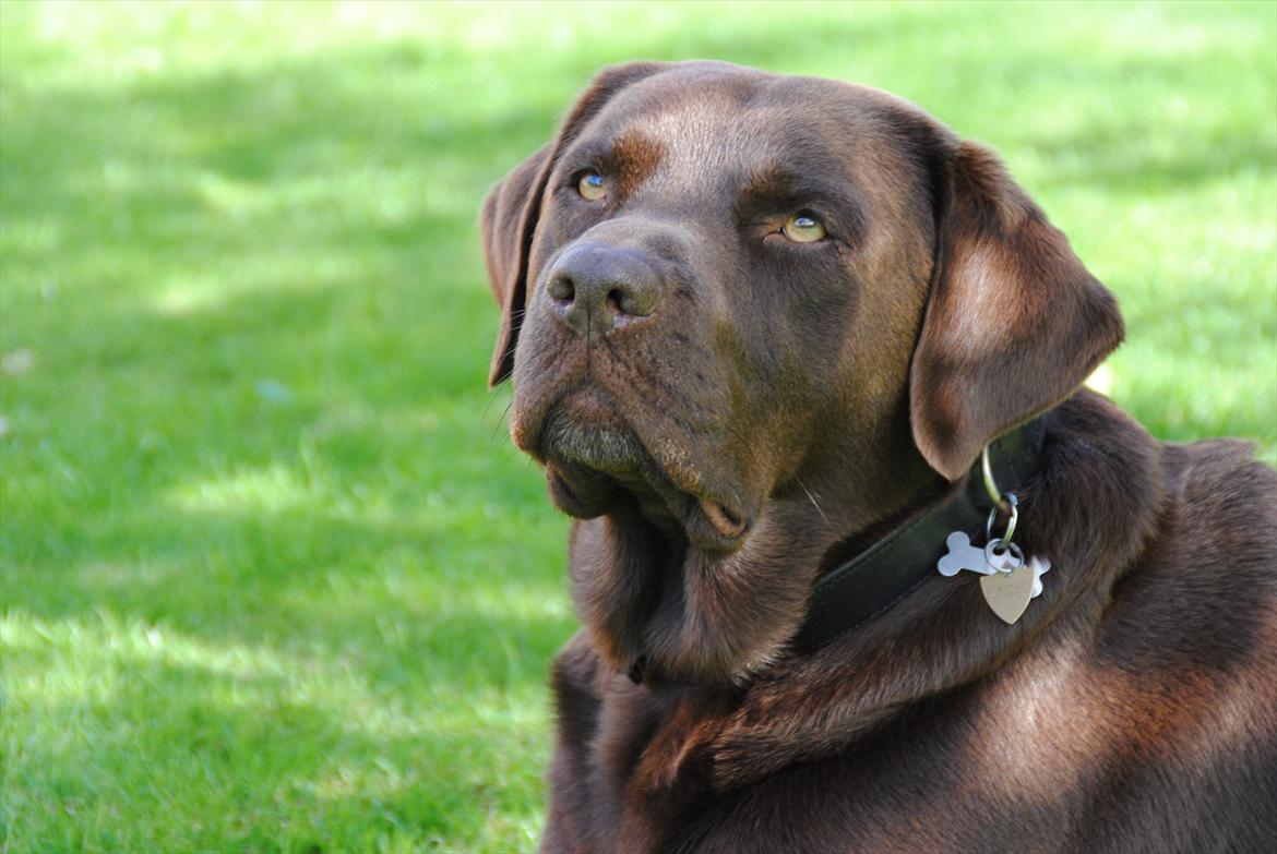 Labrador retriever Andy - Dejligt i skyggen. billede 3