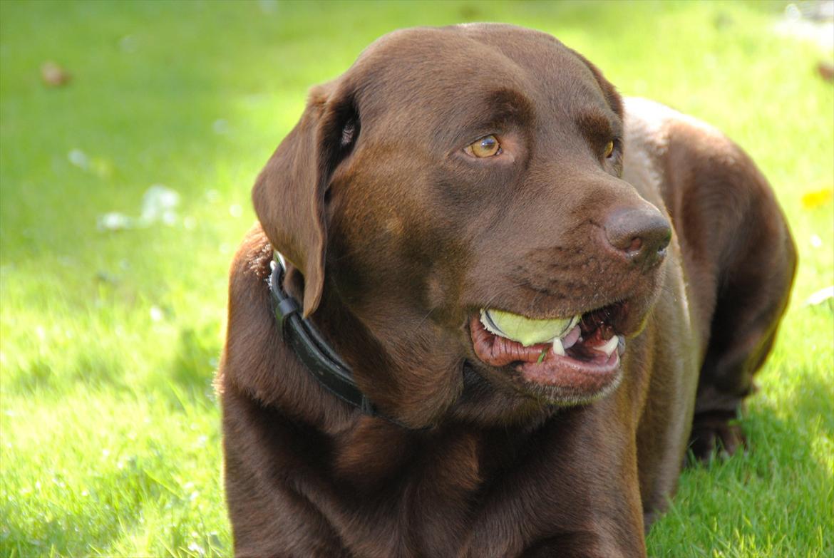 Labrador retriever Andy billede 5