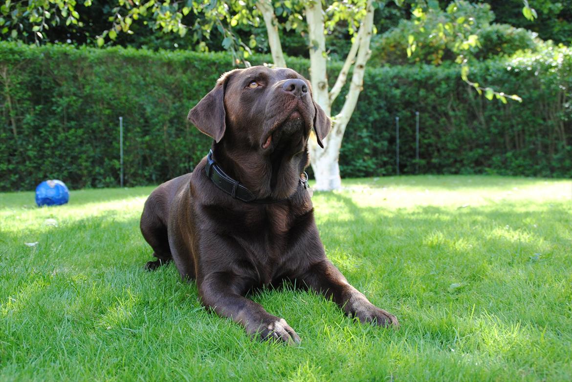Labrador retriever Andy - Tak fordi du kiggede med (: billede 6
