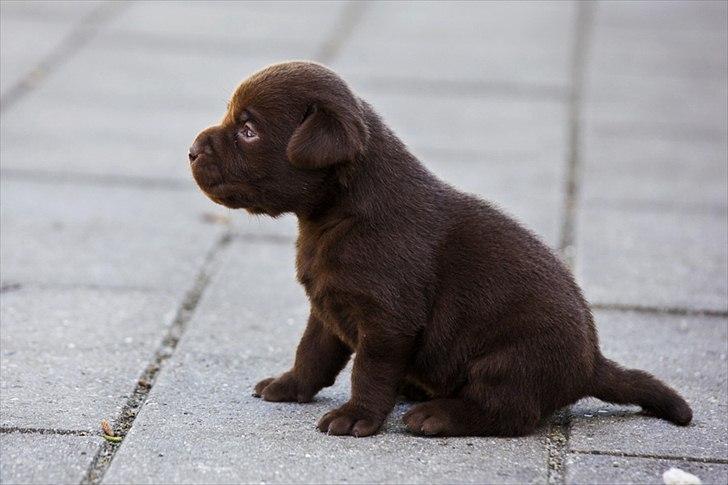 Labrador retriever Walder billede 15