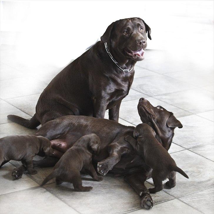 Labrador retriever Walder billede 16
