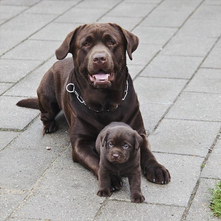 Labrador retriever Walder billede 17