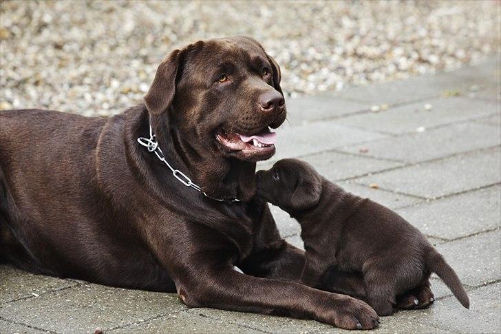 Labrador retriever Walder billede 18