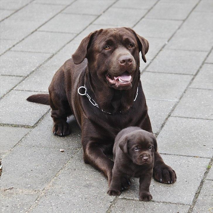 Labrador retriever Walder billede 19