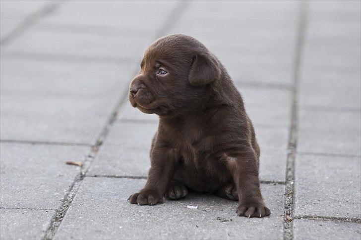 Labrador retriever Walder billede 20